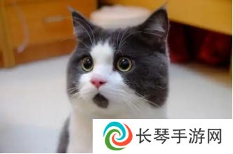 逆水寒2